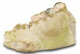 Fossil Titanothere (Megacerops) Jaw - South Dakota #300031-1